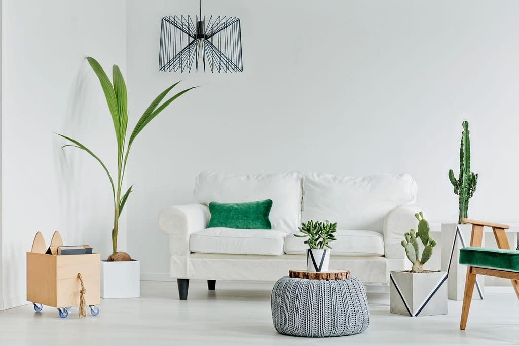 How to decorate home with plants